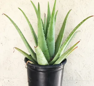 Aloe barbadensis (Aloe Vera)