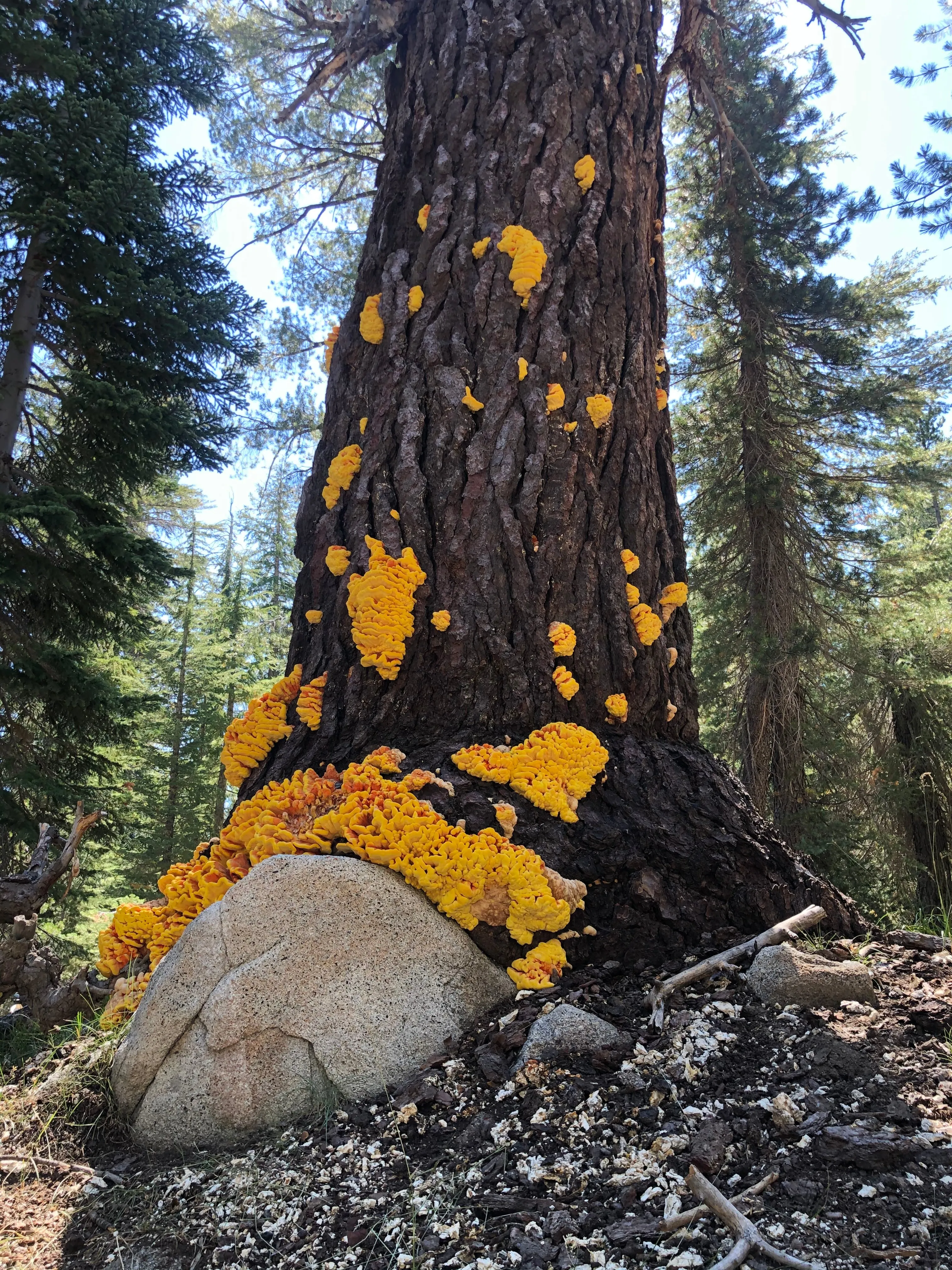 Backpacking Yosemite: Grand Canyon of the Tuolumne River