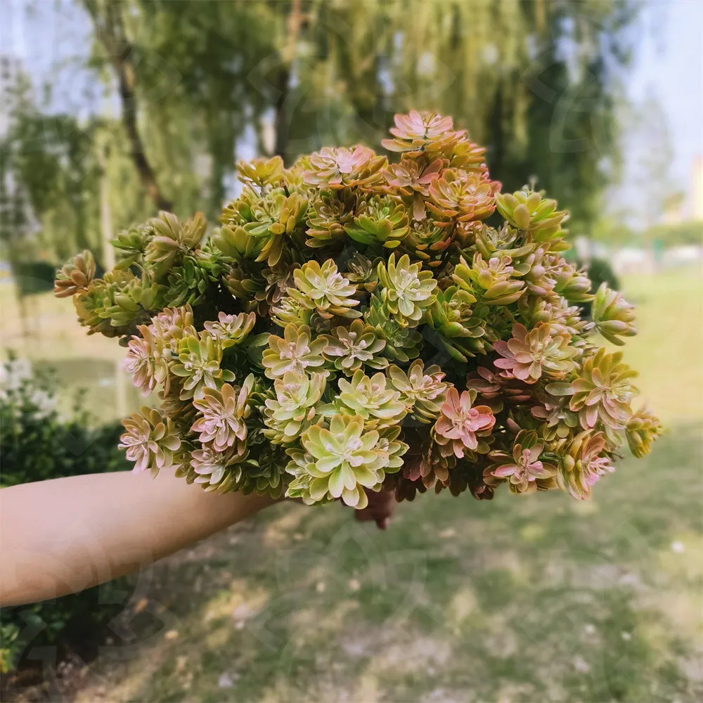 Bulk 8Pcs Succulent Bush Artificial Plants for Outdoors Wholesale