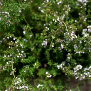 French Thyme