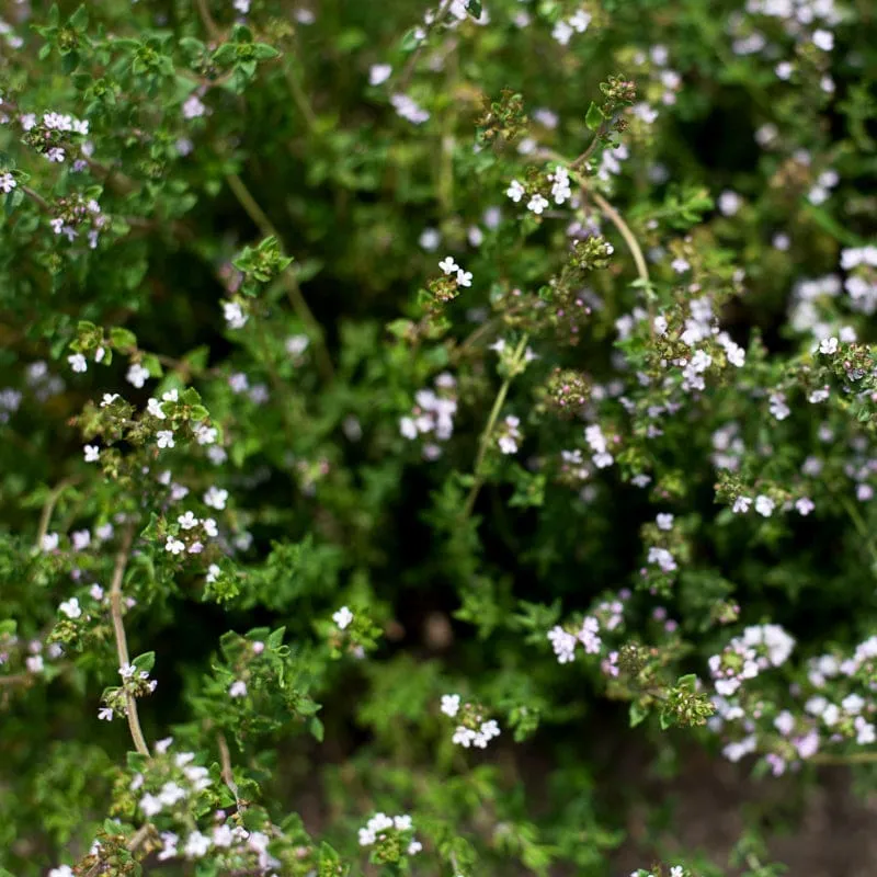 French Thyme