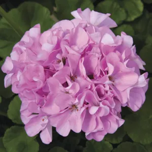 Geranium Maverick Quick Silver