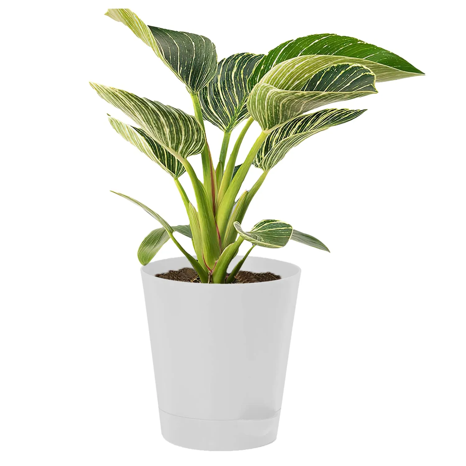 Heart Home Plastic Titan Pot|Garden Container for Plants & Flowers|Self-Watering Pot with Drainage Holes,6 Inch (White)