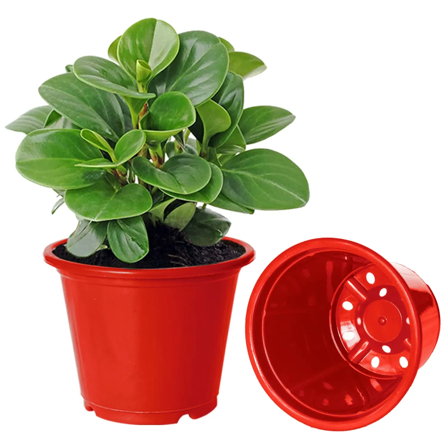 Kuber Industries Plastic Planters|Gamla|Flower Pots for Garden Nursery Home Décor,8"x6",Pack of 10 (Red)