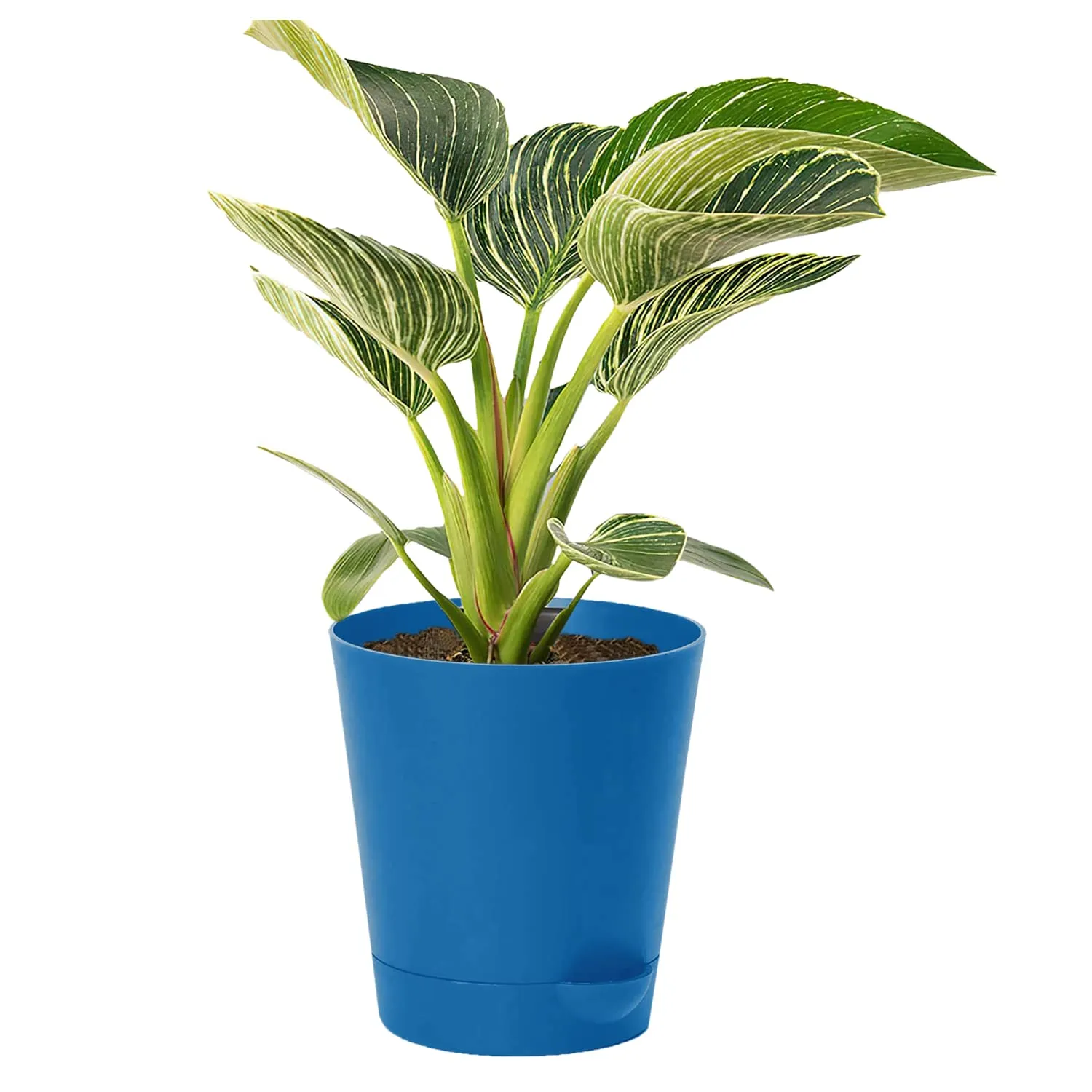 Kuber Industries Plastic Titan Pot|Garden Container for Plants & Flowers|Self-Watering Pot with Drainage Holes,6 Inch (Blue)