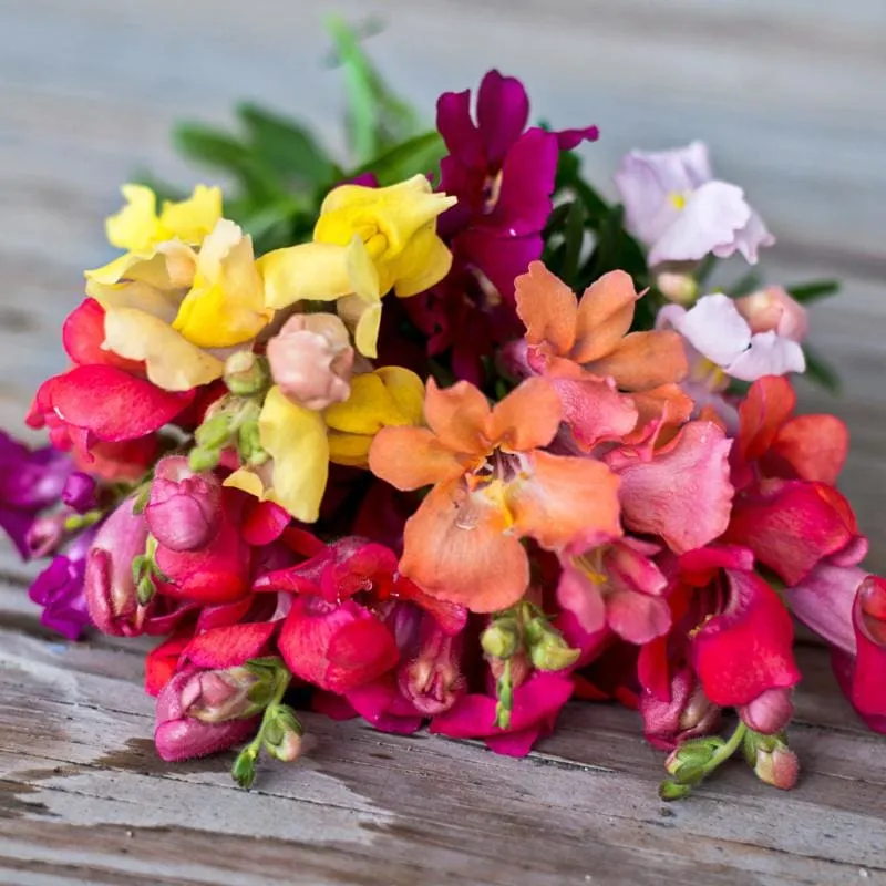 Magic Carpet Mix Snapdragon