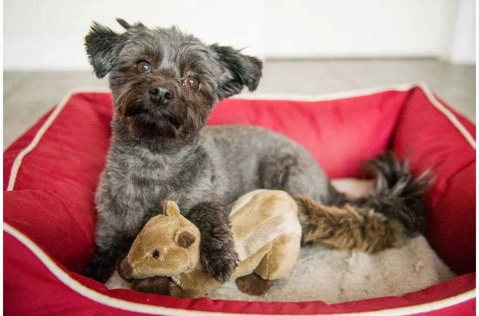 Peanut the Squirrel Squeaky Dog Plush Toy