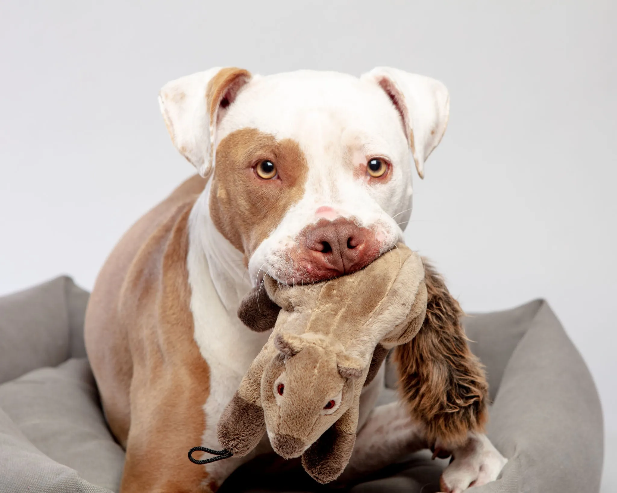 Peanut the Squirrel Squeaky Dog Plush Toy