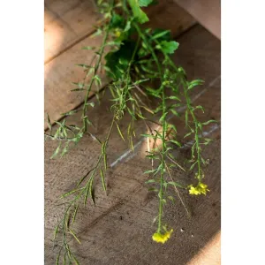 White Mustard